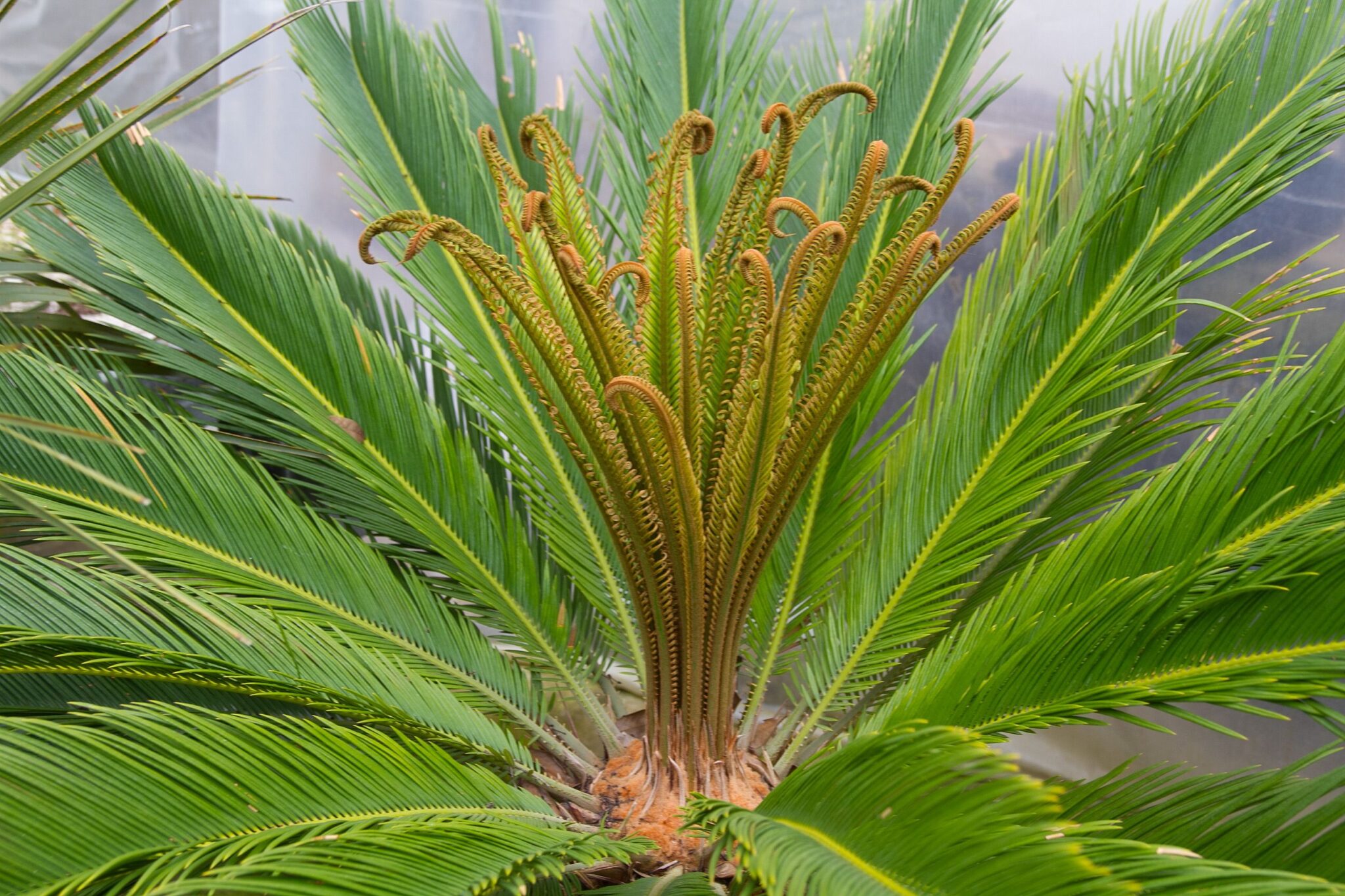 Huge plants. Цикас revoluta. Пальма Цикас революта. Саговник Цикас. Саговник Цикас революта.